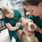 Veterináři každý den zachraňují našim mazlíčkům životy