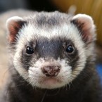 I fretka má svůj charakteristivký pach. I to může rozhodnout o tom, zda si ji pořídíte či nikoliv