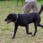 Charlie je kříženec labradora a staforda
