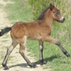 Hříbě Samhain se jmenuje podle keltského svátku, který znamená nový začátek