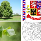 Jeden ze symbolů naší státnosti je lípa, ale mohl to být klidně dub