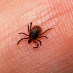 Prevencí by se u klíšťové encefalitidy určitě nemělo šetřit
