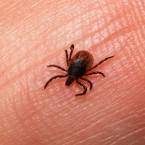 Miliaturní mladé skoro nevidíte, ale jsou rovněž přenašeči encefalitidy