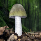 Muchomůrka zelená se zanořenou pochvou (kalichem smrti) v zemi.