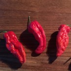 Naga Bhut Jolokia vypadá jako spálená sama sebou