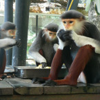 Chlebská zoo dosáhla světového uznání