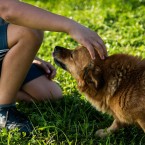 Pokud chcete své ratolesti pořídit psa, počkejte raději do jeho školního věku