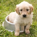 Novela veterinárního zákona ulevila malým farmářům. Posvítila si ale na nelegální množírny psů