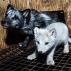 Lišky jsou usmrcovány v listopadu a prosinci ve věku 6 – 8 měsíců