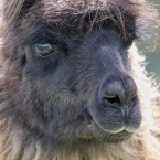 Lama byla v Bolívii obětována náměstkem