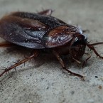 Svépomocí se švábů těžko zbavíme. Čistota je sice prevence, ale nepomůže vždy