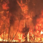Flétňák australský se naučil zpívat jako siréna