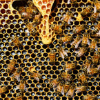 Včely navázaly přátelství a spolupráci s přírodou již v období křídy, kdy opylovaly první rostliny