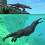 Peregocetus pacificus