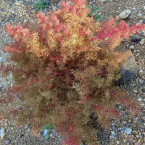 Rostlina Teloxys aristata dorůstá výšky 30 - 35 cm