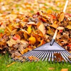 Popadané listí můžete využít mimo jiné i jako mulčovací materiál