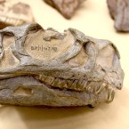 Nový druh dinosaura se jmenuje Ngwevu intloko