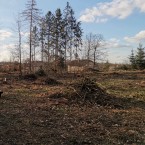 Agresivní kůrovci jsou druhy, které se živí lýkem a dřevem stromu. V napadeném stromě musí odolat ochranným opatřením stromu