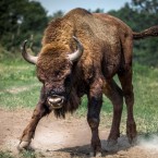 V bývalém vojenském areálu našli domov například zubři