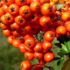 Rakytník dodá tělu vitamíny i minerály. Je vynikající pro posílení imunity