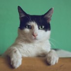 Kočka může být v těhotenství prospěšná (tlumí stres a úzkosti), ale je třeba nastavit pravidla a přenechat čištění kočičí toalety jiným 
