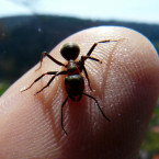Zkuste na ně ocet. Má silné fungicidní a insekticidní vlastnosti, takže dokáže mravence zabíjet