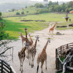 Zoo dostane více než čtyři miliony