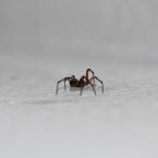 Zbavit se pavouků vám pomůže mimo jiné i mátový esenciální olej