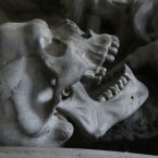 Již Carl Linné postavil člověka pod druhovým označením Homo sapiens do blízkosti moderních lidoopů