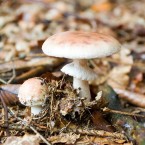 Muchomůrka růžovka roste od června do listopadu v listnatých, smíšených i jehličnatých lesích