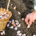 Česnek byste měli sázet zhruba 10 až 15 cm od sebe