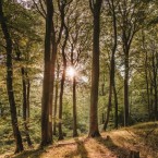 Lesní terapie využívá rostliny, zvířata a zvláště stromy v lese k tomu, aby zde lidé nabrali potřebné síly, odpočinuli si a zažili něco nového a příjemného