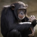Celkový měsíční provoz zoo vyjde na více než 600 000 korun