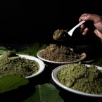 Čistě hypoteticky se kratom dělí na tři základní barvy. Je to bílá, zelená a červená