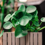 Pilea je nenáročná rostlina, ale o péči se umí přihlásit