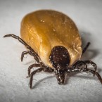 Nejlepší ochrana proti klíšťové encefalitidě je prevence a očkování. Vědci však přicházejí s novým lékem