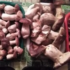 Podobné houbařské orgie v těchto dnes nejsou nic neobvyklého