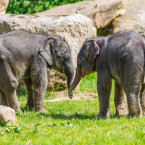 Samičky slona indického, které se v Zoo Praha narodily krátce po sobě na konci března a na začátku května, si pravidelně užívají venkovního výběhu