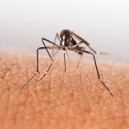 Komáry udrží v bezpečné vzdálenosti mimo jiné i zapálení levandulové svíčky