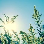 Teploty se v příštích dnech vyšplhají až ke 25 °C