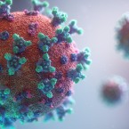 Krysy by se mohly stát novým přenašečem koronaviru, a to zcela bez příznaků