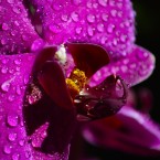 Orchideje Phalaenopsis jsou vděčné rostliny, které nevyžadují příliš času