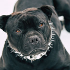 Pitbull napadl svou majitelku a způsobil jí zlomeniny a tržné rány