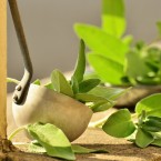 Čerstvé bylinky na vaření si můžeme vypěstovat na balkóně