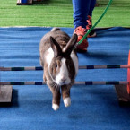 Králíky soutěžení baví, je to vidět i z jejich zápalu a odhodlání zdolat překážky