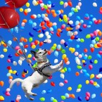 Chemici varují - helium dochází, s balonky se budeme loučit