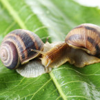 Šneků se můžete zbavit i pomocí skořápek od vajíček